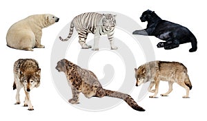 Set of Carnivora mammal over white