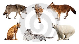 Set of Carnivora mammal over white