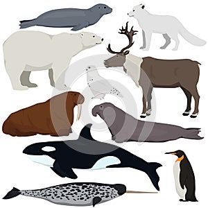 Set of cartoon arctic and antarctic animals. Vector illustration of polar bear, seal, arctic fox, penguin, killer whale, snowy owl