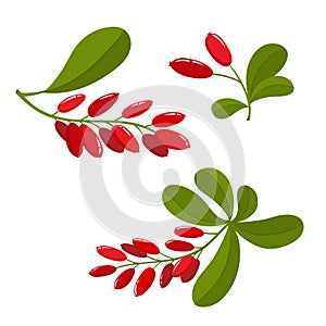 Set of cartoon barberry with green leaves isolated on white