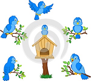 Set of cartoon blue bird on white background