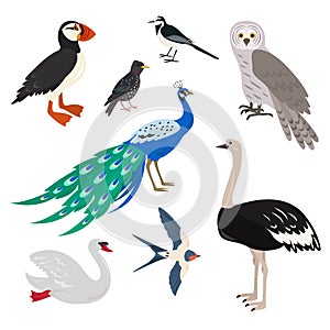 Set of cartoon cute birds on white background.