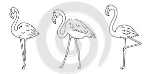 Set of cartoon flamingos black lines silhouettes, cute wild tropical bird for kids coloring book, decoration, editable vector