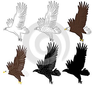 Set of Cartoon flying wild eagle in isolate on a white background