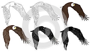Set of Cartoon flying wild eagle in isolate on a white background.