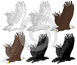 Set of Cartoon flying wild eagle in isolate on a white background.