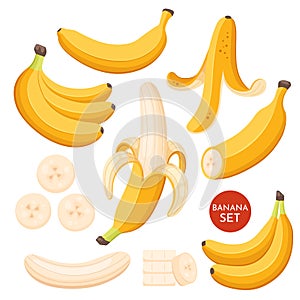 Set of cartoon illustration yellow bananas. Single, banana peel and bunches of fresh banana fruits.