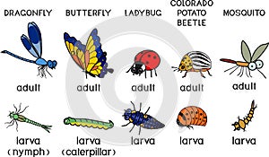 Set of cartoon insects adult and larva: mosquito, butterfly, dragonfly, colorado potato beetle and ladybug isolated on white