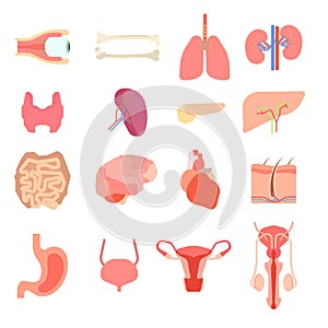 Set cartoon internal human organs. Human liver medicine anatomy organs characters. Human organ characters anatomy health