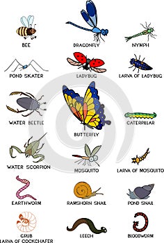 Set of cartoon invertebrate animals insects, worms and molluscs