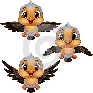 Set of cartoon robin bird on white background