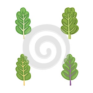 Set of cartoon spinach leaves illustrations