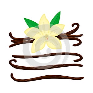 Set of cartoon vanila flower with different vanilla stics vector illustration