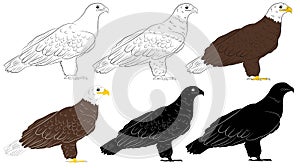 Set of Cartoon wild eagle in isolate on a white background.