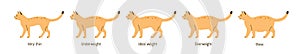 Set of cat body condition vector flat illustration. Colorful cute pet very thin, underweight, ideal weight, overweight photo