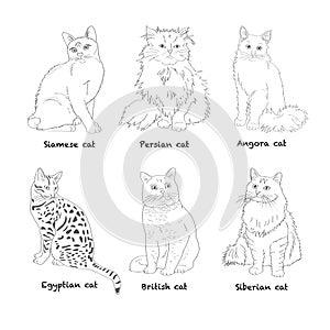 Set Cat breed. Favorite pet. Sketch. Vector.