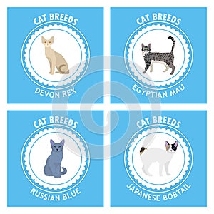 Set of cat breeds, illustration