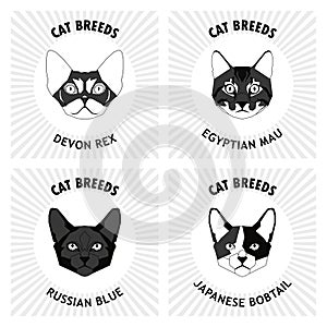 Set of cat breeds, illustration