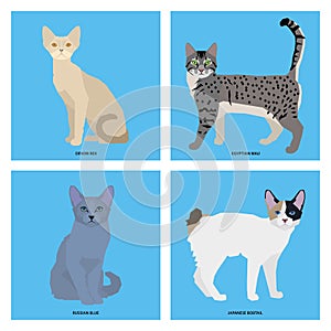 Set of cat breeds, illustration
