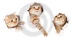 Set of cat in paper side torn hole isolated