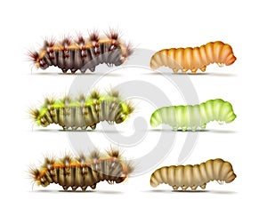 Set of caterpillars