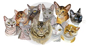 Set of cats breeds1