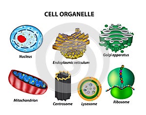 Set the cell organelles. Nucleus, endoplasmic reticulum, Golgi a photo