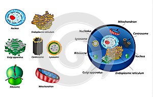 Set the cell organelles. Structure of human cells. Organelles. Nucleus, endoplasmic reticulum, Golgi apparatus