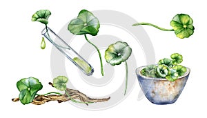 Set of centella asiatica, essential oils, snag watercolor illustration isolated on white. Pennywort, herbal plants