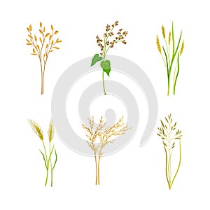 Set of cereal plants. Rye, oat, buckwheat spikelets of organic crops vector illustration
