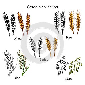 Set of cereals. Barley, rye, oats, rice and wheat