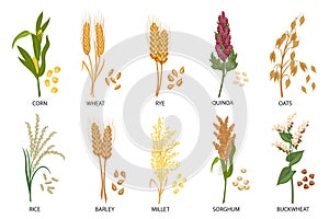 Set of cereals, grain plants. Wheat, rye, oats, rice, buckwheat, corn, quinoa, sorghum, barley, millet. Harvest, agriculture.