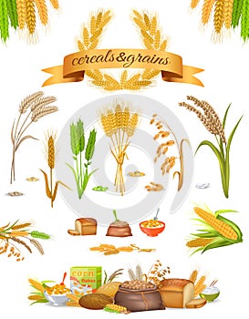 Set of Cereals and Grains on White Background photo