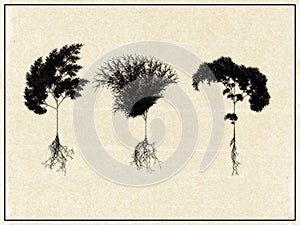 Set of cereals with root system