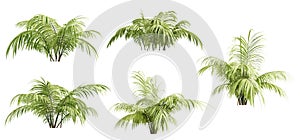 Set of chamaedorea elegans plant isolated on white background. 3D render.