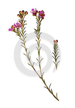 Set of chamelaucium flowers, buds and leaves