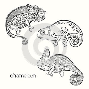 Set of chameleon isolated on white background. Hand drawn