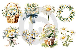 Set of Chamomile Daisy bouquets, white flowers, buds, green leaves, fern and berries. Botanical illustration on white