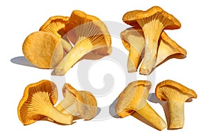 Set of chanterelle mushrooms, isolated on white background