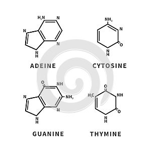 Set of chemical structures of Adeine, Cytosine, Guanine and Thymine, four main nucleobases, simple icons photo