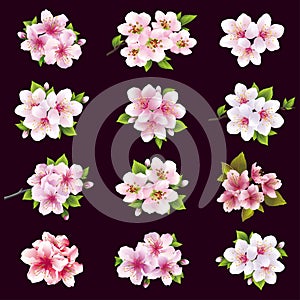 Set of cherry and apple blossom, sakura tree flowers