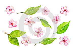 Set of cherry blossom, apple, sakura elements. Watercolor collection of spring flowers, leaves. Botanical illustration