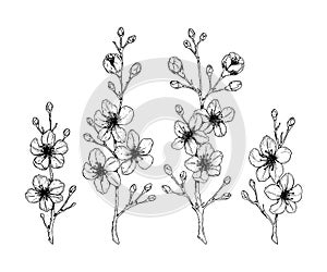 Set of cherry blossom branch. Vector illustration in sketch style isolated on white. Beautiful spring design elements