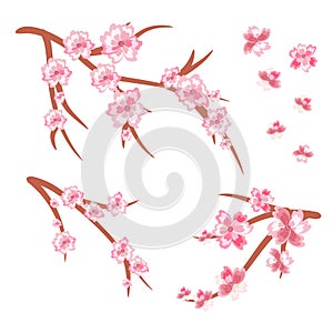 Set of cherry branches in bloom. Cherry blossoms. Spring.isolate