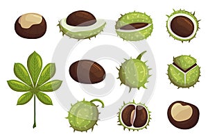 Set Of Chestnut Ripe Fruits, Green Leaf, Whole, Broken Nuts Isolated Icons On White Background. Organic Seasonal Seeds