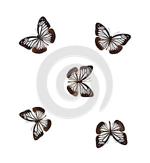 Set of chestnut tiger butterflies
