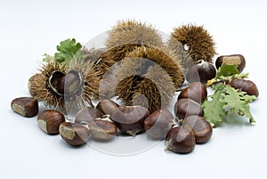 A set of chestnuts and curls