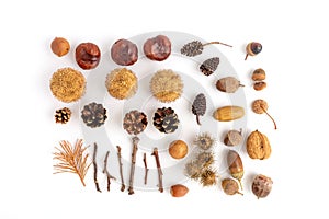 A set for children`s crafts made from natural materials, acorns, chestnuts, cones and other forest materials