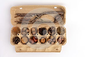 A set for children`s crafts made from natural materials, acorns, chestnuts, cones and other forest materials