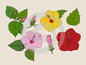 Set of Chinese Hibiscus hand draw sketch vector.